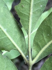 Flindersia xanthoxyla