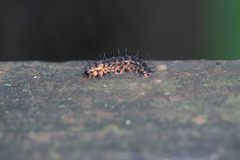 Hypoprepia miniata