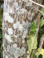 Flindersia xanthoxyla