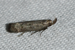 Dichomeris inversella