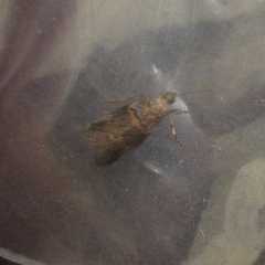 Acrobasis caliginella