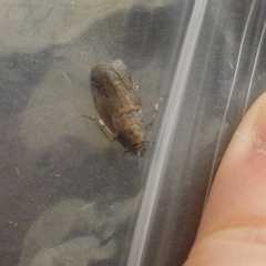 Acrobasis caliginella