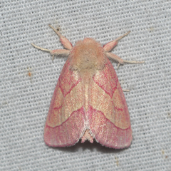 Hyparpax aurora