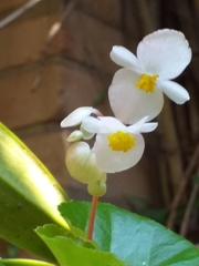 Begonia cucullata