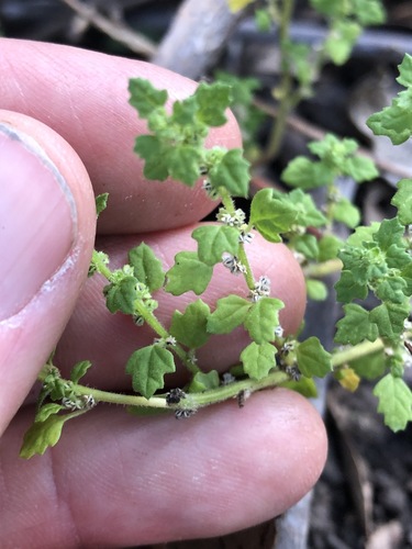 Green crumbweed (Dysphania carinata)