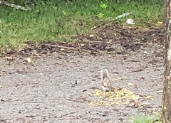 Sciurus carolinensis