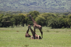 Giraffa camelopardalis tippelskirchi