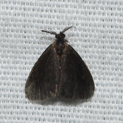 Cryptothelea gloverii