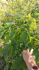 Acer negundo