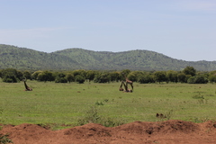 Giraffa camelopardalis tippelskirchi