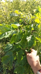 Acer negundo