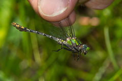 Ophiogomphus susbehcha
