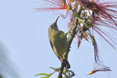 Aethopyga temminckii