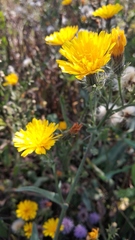 Picris hieracioides