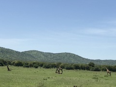Giraffa camelopardalis tippelskirchi