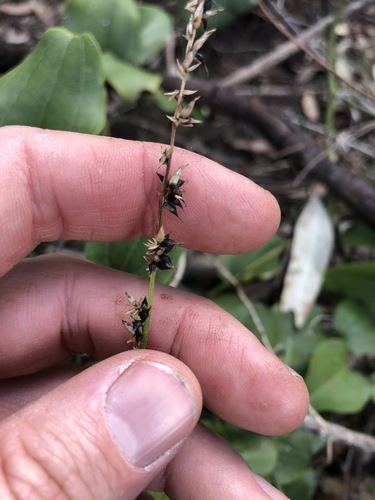 Carex declinata (Carex declinata)