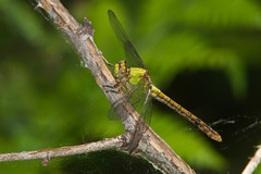 Ophiogomphus rupinsulensis