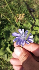 Cichorium intybus