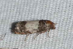 Epiblema benignata