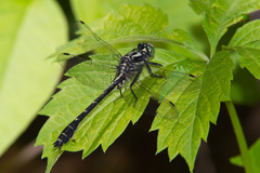 Hylogomphus adelphus