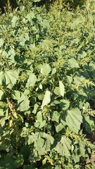 Cyclachaena xanthiifolia