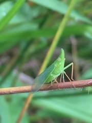 Rhynchomitra