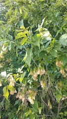 Acer negundo