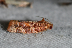 Argyrotaenia floridana