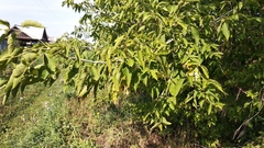 Acer negundo