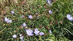 Cichorium intybus