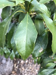 Auranticarpa rhombifolia