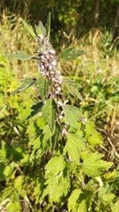 Leonurus quinquelobatus