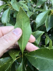 Auranticarpa rhombifolia