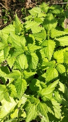 Urtica dioica