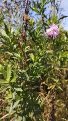 Cirsium arvense