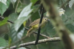 Tricholestes criniger