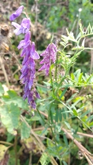 Vicia cracca