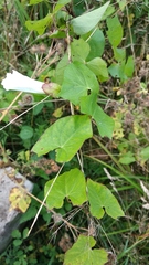 Calystegia sepium