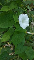 Calystegia sepium