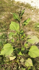 Cyclachaena xanthiifolia