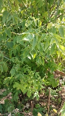 Acer negundo
