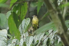 Tricholestes criniger