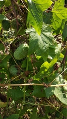Echinocystis lobata