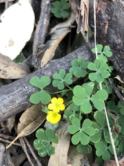 Oxalis chnoodes
