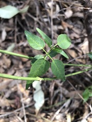 Secamone elliptica