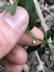 Secamone elliptica