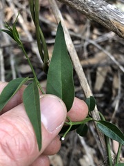 Secamone elliptica