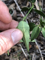 Secamone elliptica