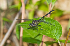 Phanogomphus quadricolor