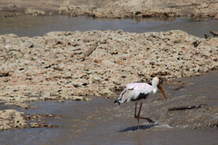 Mycteria ibis